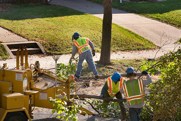 Best Local Tree Services  in USA